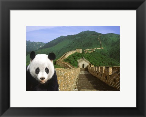 Framed Panda at the Great Wall of China Print