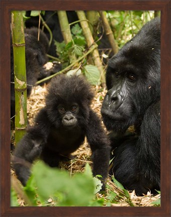 Framed Adult and baby Gorilla, Volcanoes National Park, Rwanda Print