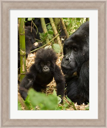 Framed Adult and baby Gorilla, Volcanoes National Park, Rwanda Print