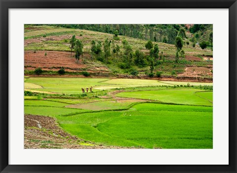 Framed People working in green rice fields, Madagascar Print