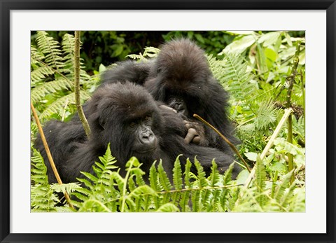 Framed Pair of Gorillas, Volcanoes National Park, Rwanda Print