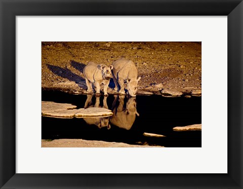 Framed Namibia, Etosha NP, Black Rhino wildlife, waterhole Print