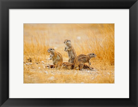 Framed Namibia, Etosha NP. Cape Ground Squirrel Print