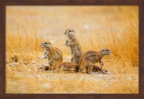 Framed Namibia, Etosha NP. Cape Ground Squirrel Print