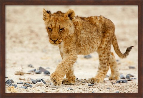 Framed Namibia, Etosha NP. Lion, Stoney ground Print