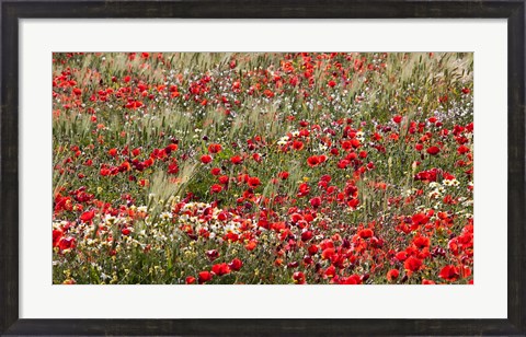 Framed Poppy Wildflowers in Southern Morocco Print