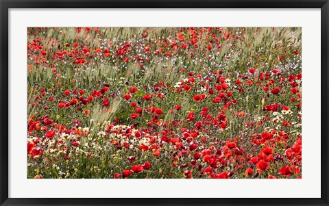 Framed Poppy Wildflowers in Southern Morocco Print