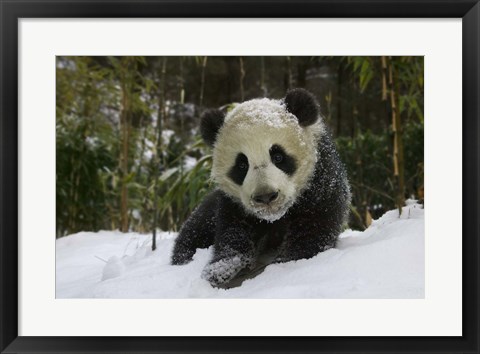 Framed Panda Cub on Tree in Snow, Wolong, Sichuan, China Print