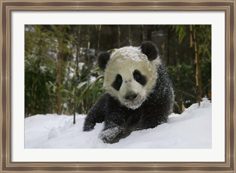 Framed Panda Cub on Tree in Snow, Wolong, Sichuan, China Print