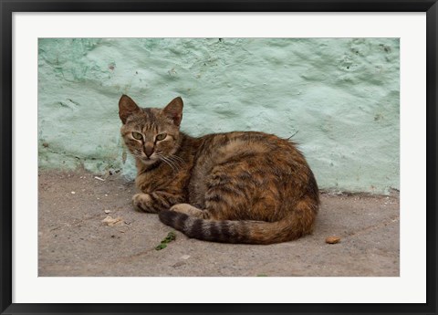 Framed Morocco, Tetouan, Medina of TEtouan, Alley cat Print