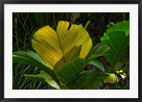 Framed Palm Flora on Praslin Island, Seychelles Print