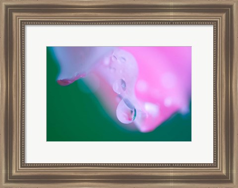 Framed Petals with Drops of Rain Print