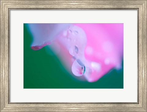 Framed Petals with Drops of Rain Print