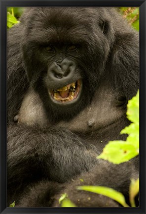 Framed Mountain Gorilla, Volcanoes NP, Rwanda Print