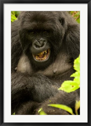 Framed Mountain Gorilla, Volcanoes NP, Rwanda Print