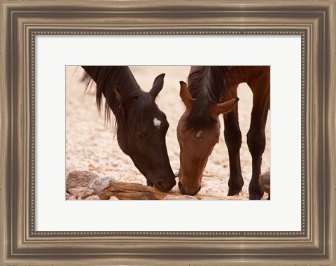 Framed Namibia, Aus, Wild horses of the Namib Desert Print