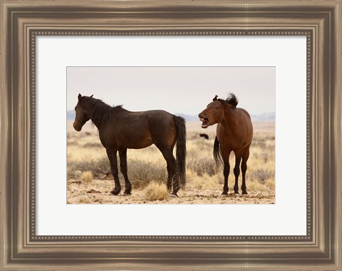 Framed Namibia, Aus. Two wild horses on the Namib Desert. Print