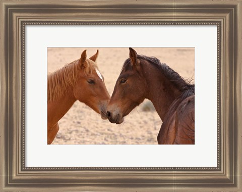 Framed Namibia, Garub. Pair of feral horses Print