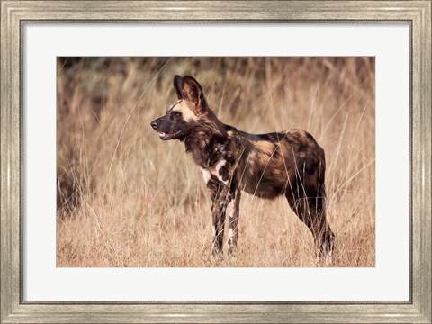Framed Namibia, Harnas Wildlife, African dog wildlife Print
