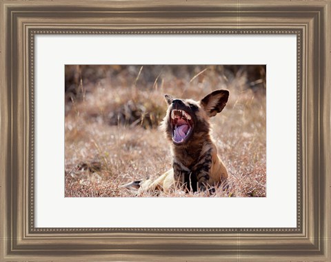 Framed Namibia, Harnas Wildlife, African wild dog wildlife Print