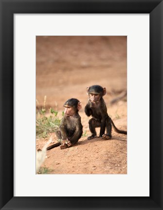 Framed Olive Baboon primates, Masai Mara GR, Kenya Print