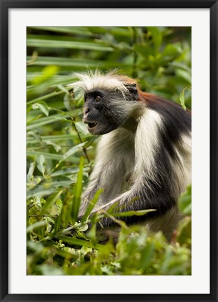 Framed Red Colobus Monkey, Volcanoes NF, Rwanda Print