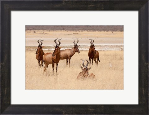Framed Red hartebeest, Etosha National Park, Namibia, Africa Print