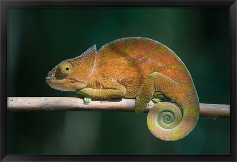 Framed Parson&#39;s Chameleon lizard, Perinet Reserve, Madagascar Print