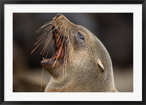 Framed Namibia, Cape Cross Seal Reserve. Close up of Southern Fur Seal Print