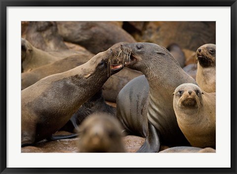 Framed Namibia, Cape Cross Seal Reserve. Group of Southern Fur Seal Print