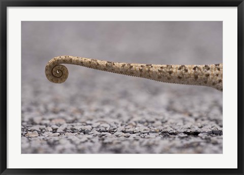 Framed Namibia, Caprivi Strip, Flap Necked Chameleon lizard Tail Print