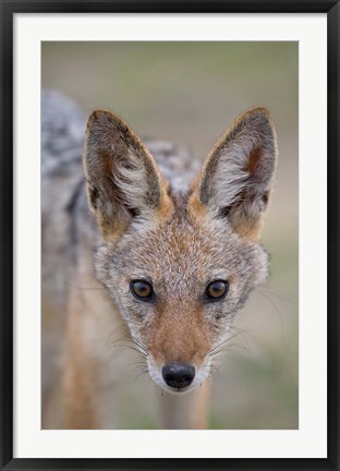 Framed Namibia, Etosha National Park. Black Backed Jackal Print