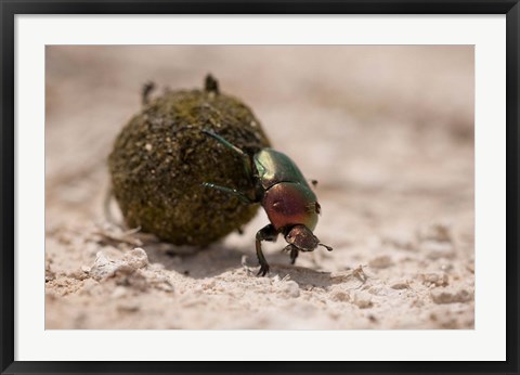 Framed Namibia, Etosha NP, Dung Beetle insect Print