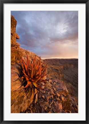 Framed Namibia, Fish River Canyon National Park, close up of adesert plant Print