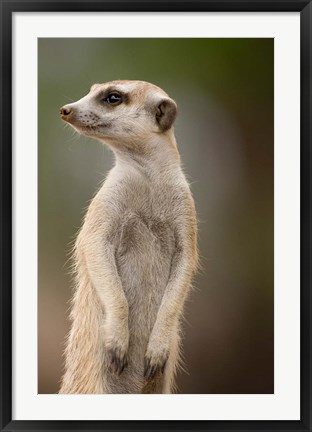 Framed Namibia, Keetmanshoop, Meerkat burrow, Mongoose Print