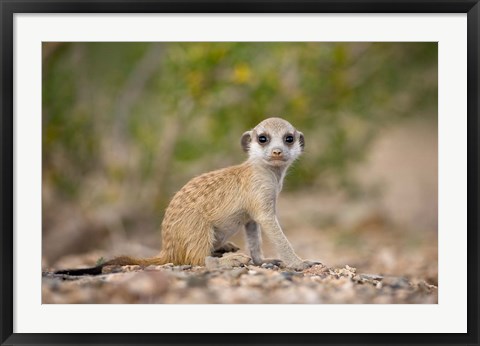 Framed Namibia, Keetmanshoop, Namib Desert, Mongoose Print