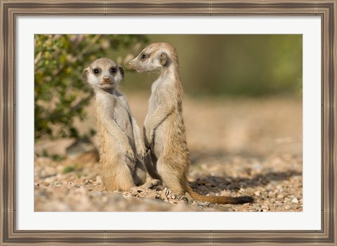 Framed Namibia, Keetmanshoop, Namib Desert, Pair of Meerkats Print