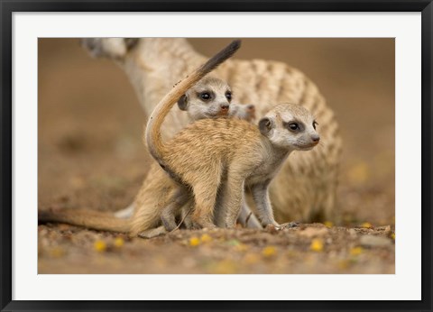 Framed Namibia, Keetmanshoop, Meerkat, Namib Desert, mongoose with babies Print