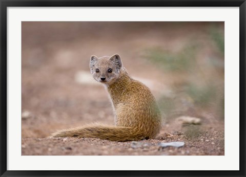 Framed Namibia, Keetmanshoop, Yellow Mongoose wildlife Print