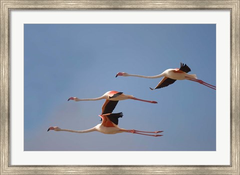 Framed Namibia, Skeleton Coast, Lesser Flamingo tropical birds Print