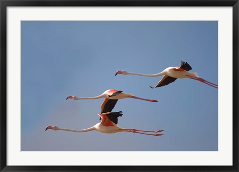 Framed Namibia, Skeleton Coast, Lesser Flamingo tropical birds Print