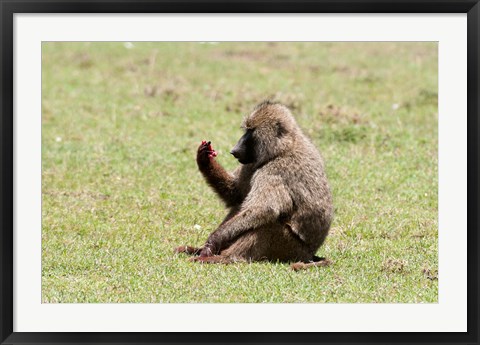 Framed Olive Baboon, Papio anubis, Maasai Mara, Kenya. Print