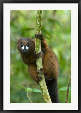 Framed Primate, Red-bellied Lemur, Mantadia NP, Madagascar Print