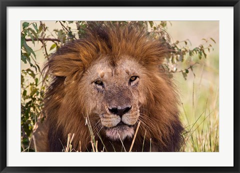 Framed Old black maned male lion, Maasai Mara, Kenya Print