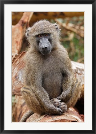 Framed Olive Baboon primate, Lake Nakuru National Park, Kenya Print