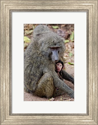 Framed Olive baboon, Lake Manyara National Park, Tanzania Print