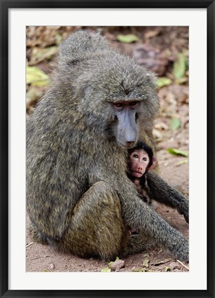 Framed Olive baboon, Lake Manyara National Park, Tanzania Print