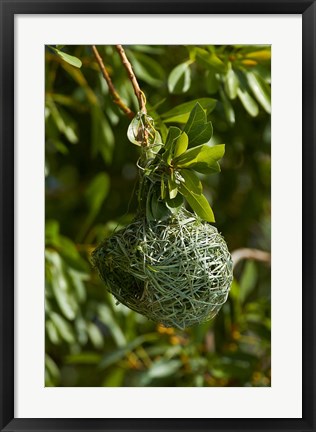 Framed Nest of Southern masked weaver, Etosha NP, Namibia, Africa. Print