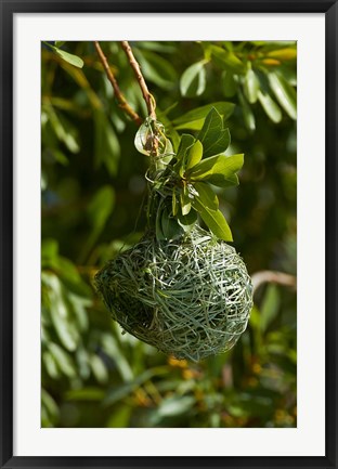 Framed Nest of Southern masked weaver, Etosha NP, Namibia, Africa. Print