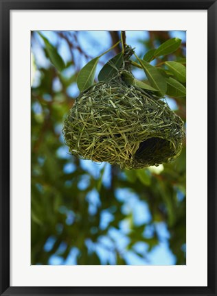 Framed Southern masked weaver nest, Etosha NP, Namibia, Africa. Print